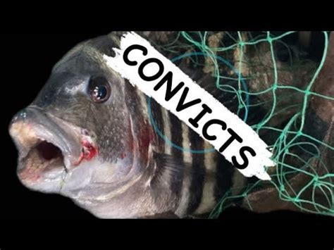 How To Catch Your Own Bait Crabs Sheepshead Slap Youtube