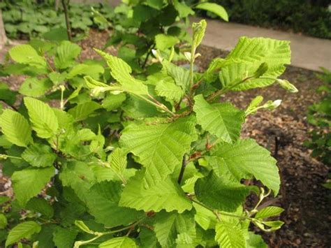 Alnus Incana Ssp Rugosa Speckled Alder Redmont Nursery Llc