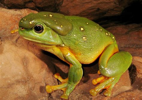 Splendid Tree Frog Facts And Pictures