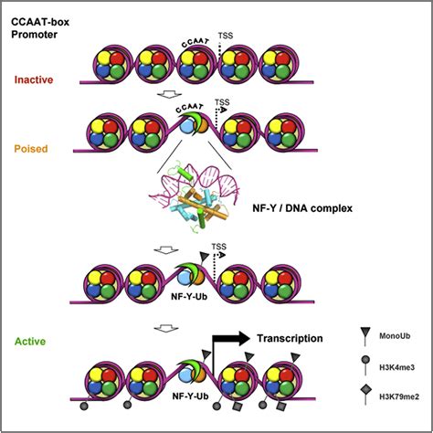 Sequence Specific Transcription Factor NF Y Displays Histone Like DNA