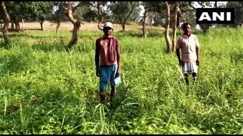 Ani On Twitter Jharkhand Locals In Khunti Known For Opium Farming