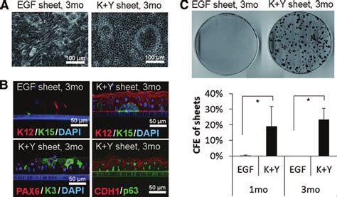 Morphology And Colony Forming Ability Of Human Limbal Epithelial Cell