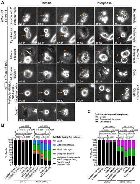 High Tubulin Detyrosination Or Mcak Depletion Promotes Taxol Induced