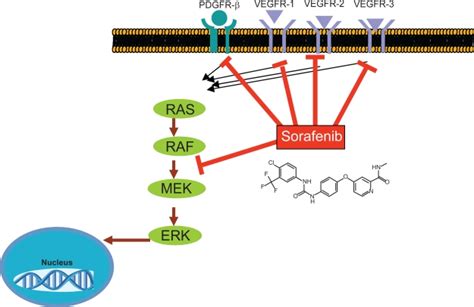 Sorafenib Acts By Inhibiting The Activity Of C Raf And B Raf Vascular