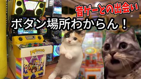 【実話】音ゲーに出会った時の話【体験談】 猫ミーム 猫マニ 猫ニチ Youtube