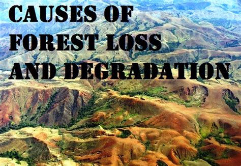 Thoughts To Promote Positive Action Causes Of Forest Loss And