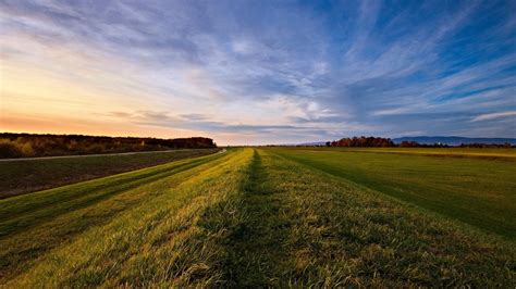 Online Crop Green Grass Field During Golden Hour HD Wallpaper