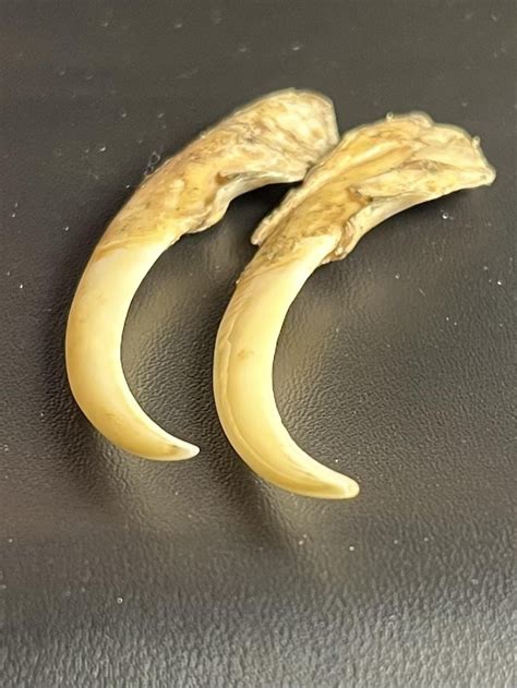 Unknown talons? Claws?unknown origin : r/bonecollecting