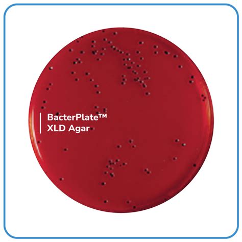 Bacterplate Xld Agar Bacterlab