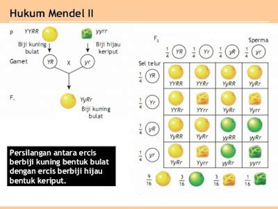 Hukum Mendel Adalah Homecare