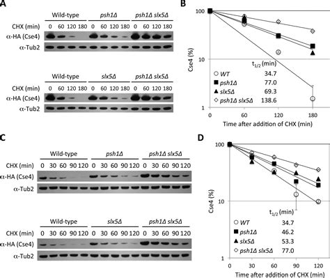 SUMO Targeted Ubiquitin Ligase STUbL Slx5 Regulates Proteolysis Of