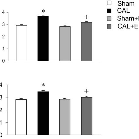 HW To BW Ratios In Rats 12 Weeks A And 18 Weeks B After CAL Or Sham