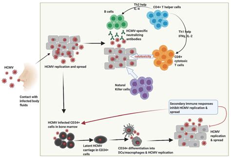 Following Primary Infection Through Contact With Infected Bodily