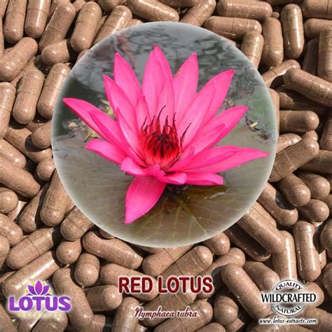 Red Lotus Flower Capsules Nymphaea Rubra Lotus Extracts