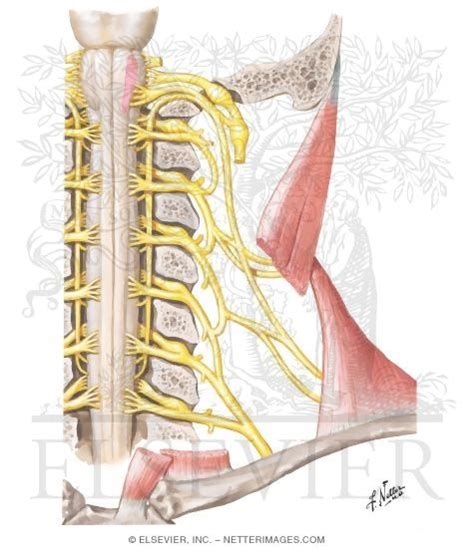 Accessory Nerve Xi Schema