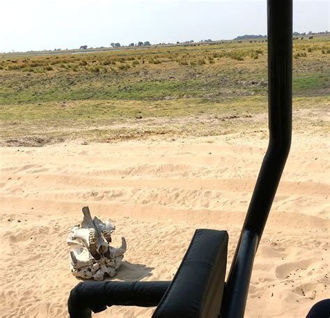 Chobe National Park Botswana Obligatory Traveler