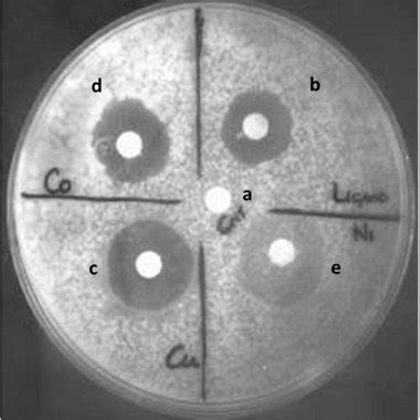 Representative Plate Of Disc Diffusion Assay Of C Albicans