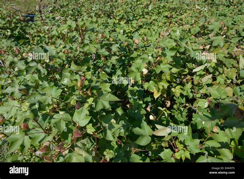 Cotton Farm Field Blooming In Hi Res Stock Photography And Images Alamy