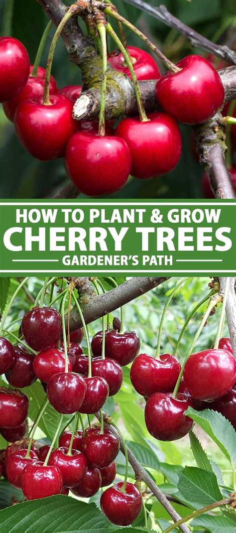 How To Grow And Care For Fruiting Cherry Trees Gardeners Path