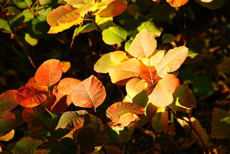 Kostenlose Foto Baum Natur Ast Sonnenlicht Blatt Blume