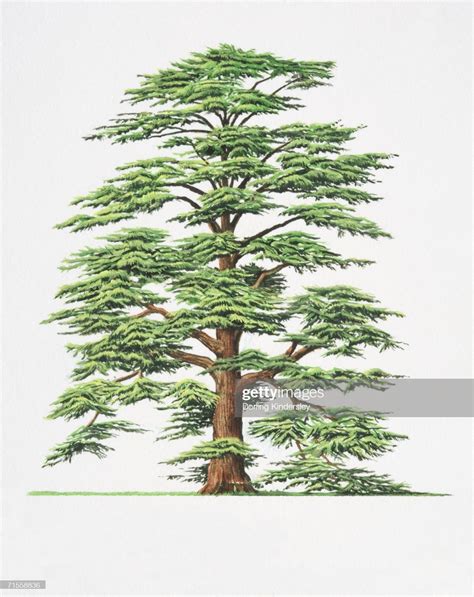 Cedrus Libani Cedar Of Lebanon Tree Ilustración De Stock Getty Images