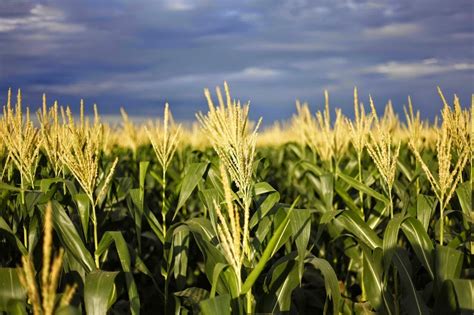 DIÁRIO A NATUREZA 15 DE MAIO MILHARAL MILHO PLANTA CEREAL