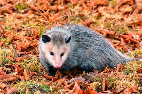 Tlacuache norteño Didelphis virginiana