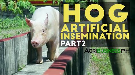 Hog Artificial Insemination Part Hog Artificial Insemination