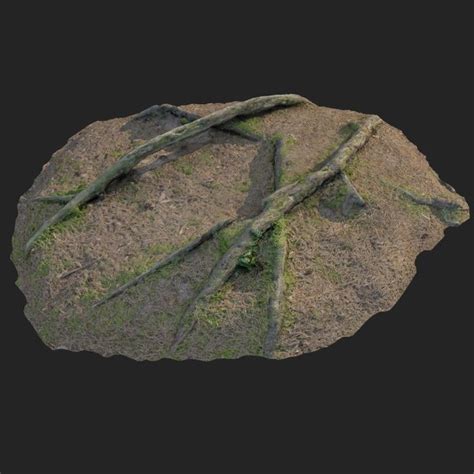 3d Scanned Nature Forest Roots Turbosquid 1190572