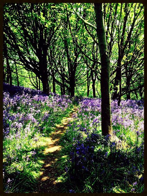 Higher Eype Dorset England The Most Beautiful Bluebell Walk Ever