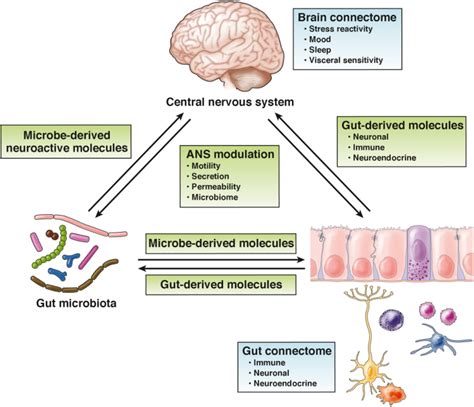 The Gut Brain Connection In Autism Autism Dietitian