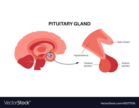 Pituitary Gland Diagram For Kids