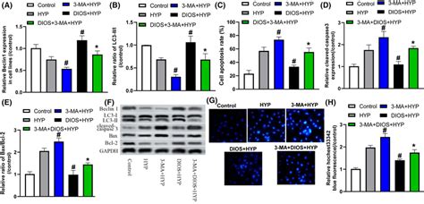 The Role Of Autophagy In Diosmetin Dios Regulated Apoptosis Of Ac