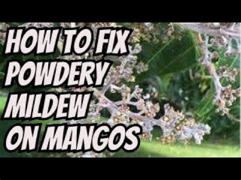 Dealing With Powdery Mildew On Mango Fruit Trees Youtube