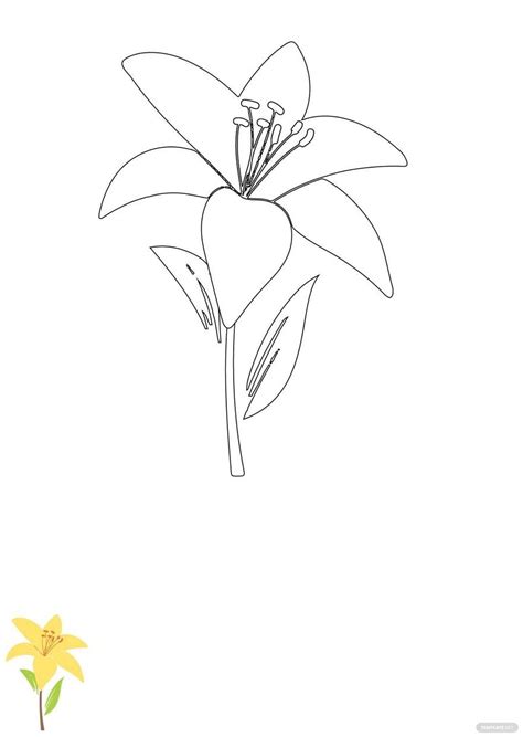 Lily Flower Coloring Page Flowers Templates Printable Easter Lilies
