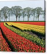 Tulips And Trees Photograph By Jacobh Fine Art America