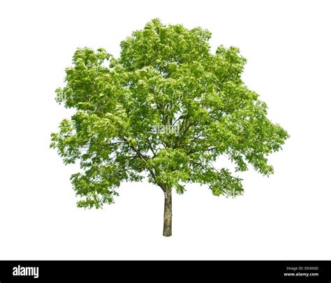 Tree Hi Res Stock Photography And Images Alamy