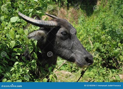 Carabao Face The National Animal Of The Philippines Stock Photo Image