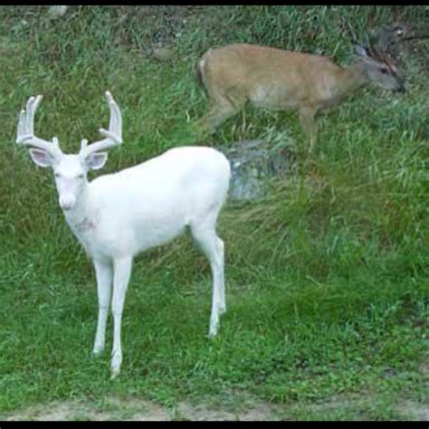 Rare Albino Deer Gods Creatures Pinterest