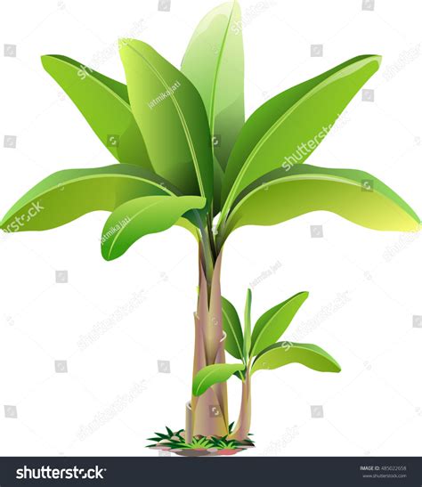 Vector Illustration Banana Trees Stock Vector Royalty Free 485022658