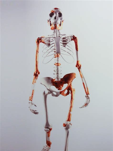 Lucy: The First Hominid Skeleton