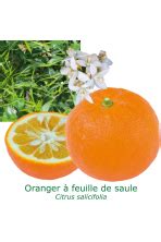 Bigaradier à feuille de saule Citrus aurantium Salicifolia L