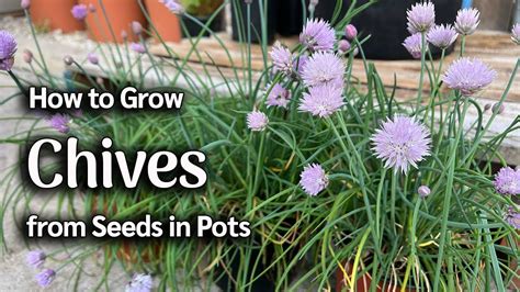 How To Grow Chives From Seed In Pots Easy Planting Guide Youtube