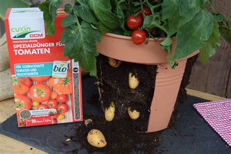 Tomoffel Tomaten Auf Kartoffeln Veredeln Video Anleitung Plantura