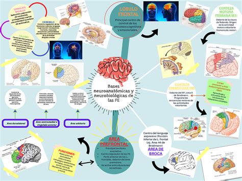 Funciones Ejecutivas Mapa Mental Amostra Porn Sex Picture