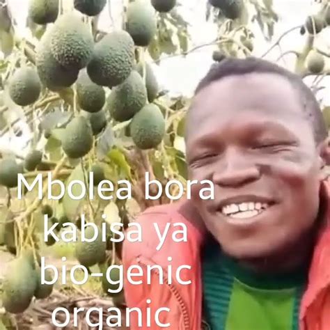 Mbolea Bora Kabisa Ya Bio Genic Organic Kwenye Parachichi YouTube