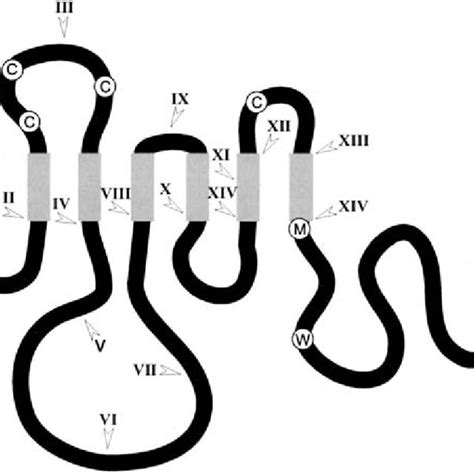 Scheme Of The Mlos Proteins Gray Boxes Designate The Seven Tm Helices