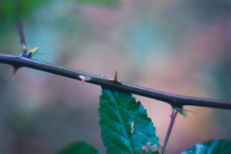 Seed The Fell Among The Thorns Jesus Alone