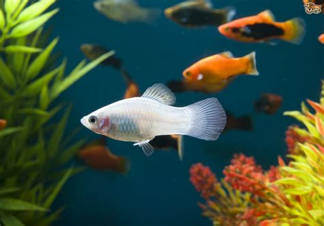 pet fish types - Best Tropical Fish for a Community Tank 2017 - Fish Tank Maintenance