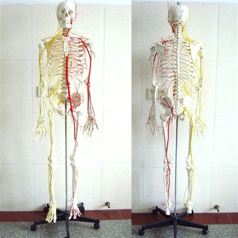 Orthocare Anatomical Human Teaching Skeleton Nerves Blood Vessels